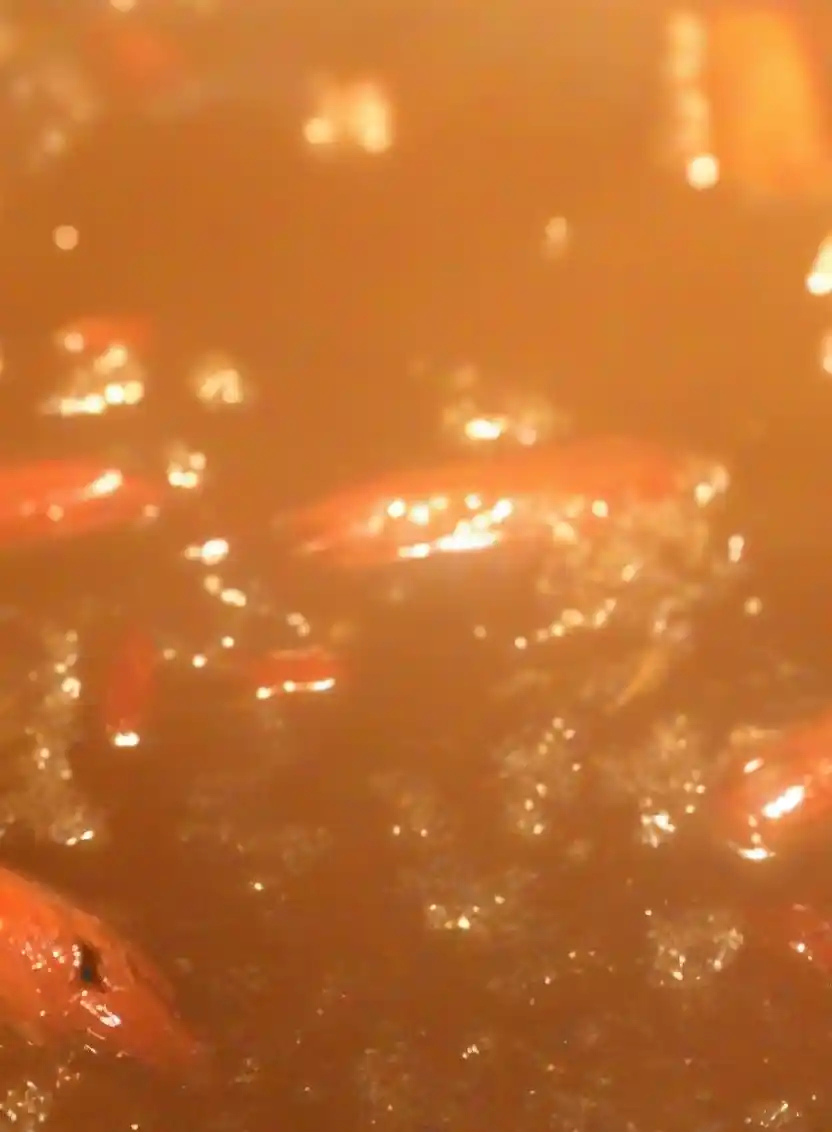 Louisiana Crawfish Bisque Recipe